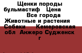 Щенки породы бульмастиф › Цена ­ 25 000 - Все города Животные и растения » Собаки   . Кемеровская обл.,Анжеро-Судженск г.
